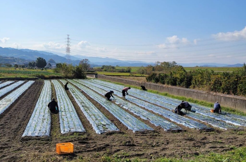 畑での作業　就労継続支援B型事業所　和歌山県紀の川市貴志川町　三敬福祉会